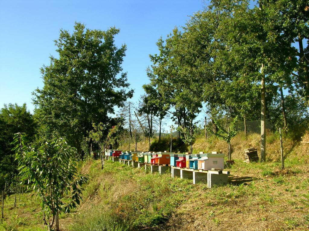 Agriturismo Angio Nel Cere Bracelli 外观 照片
